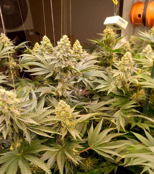 Lemon Cherry Gelato. Week 14