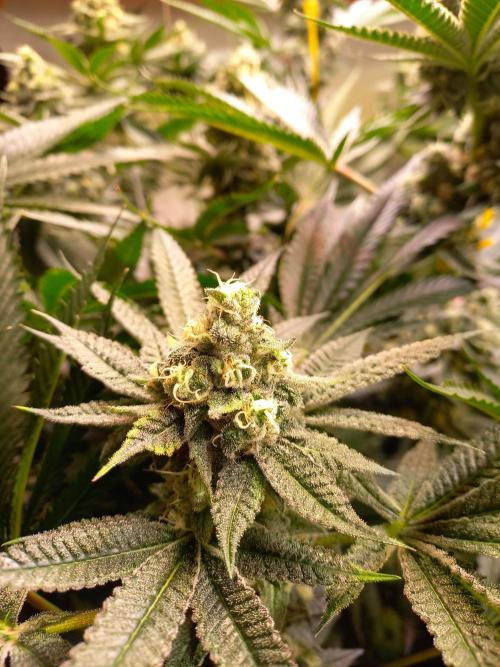 Lemon Cherry Gelato. Week 14
