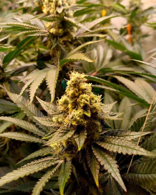 Lemon Cherry Gelato. Week 14