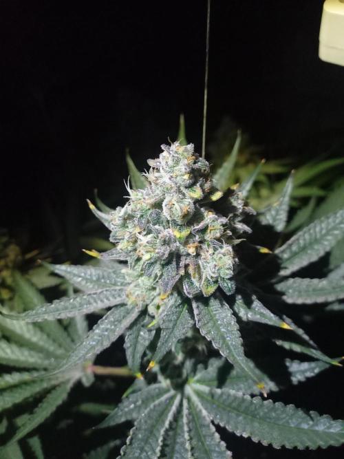 Lemon Cherry Gelato. Week 15