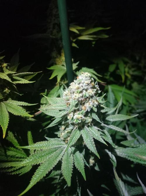 Lemon Cherry Gelato. Week 15
