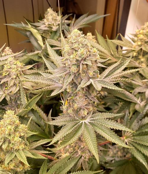 Lemon Cherry Gelato. Week 15