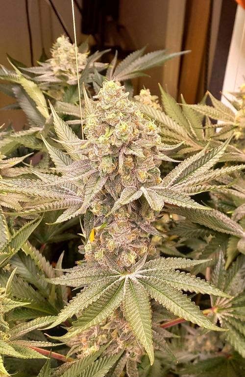 Lemon Cherry Gelato. Week 15