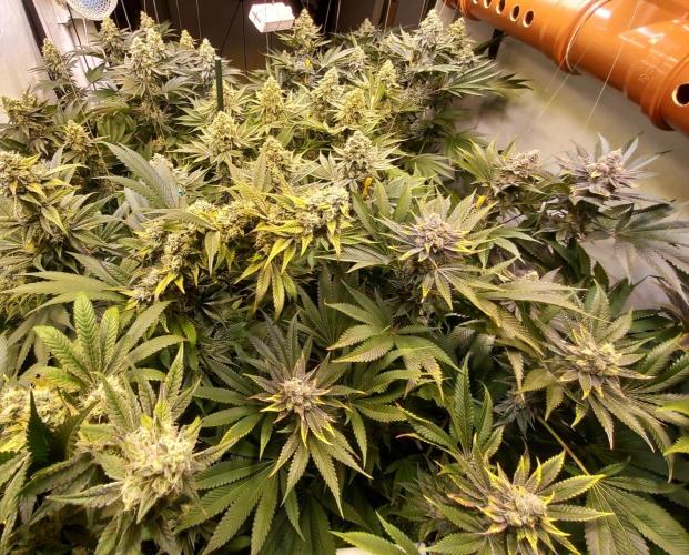 Lemon Cherry Gelato. Week 15