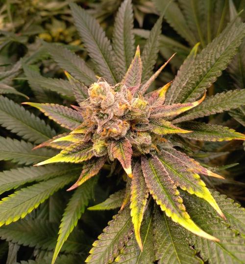 Lemon Cherry Gelato. Week 15