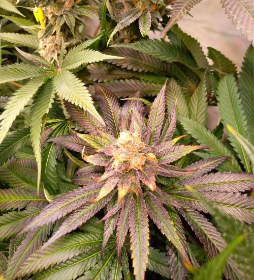 Lemon Cherry Gelato. Week 15