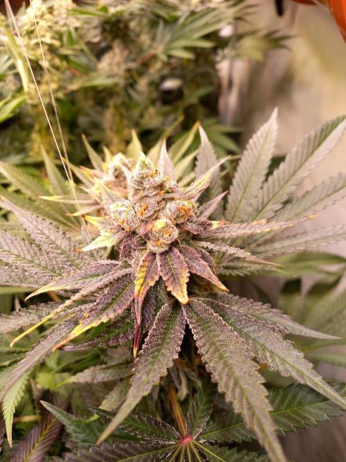 Lemon Cherry Gelato. Week 15