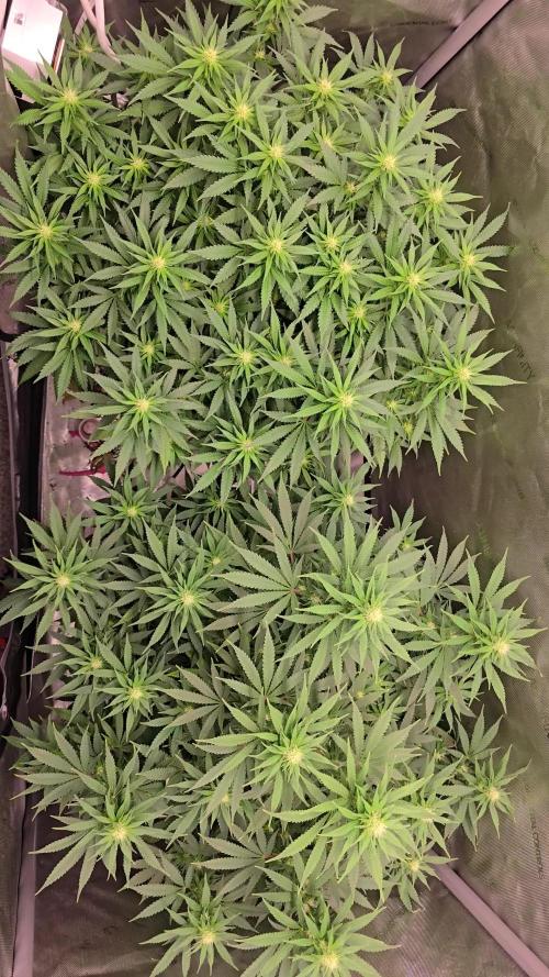 Lets laugh with Laughing Buddha.