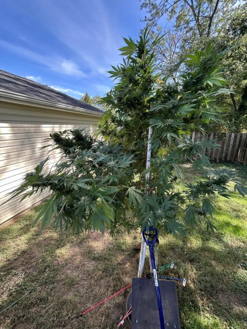 2 AK-47 / 2 Girl Scout Cookies. Week 18 - GSC