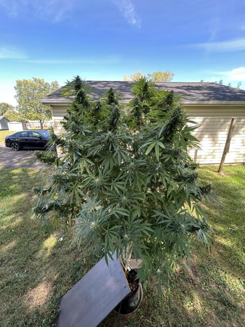 2 AK-47 / 2 Girl Scout Cookies. Week 18 - Ak-47