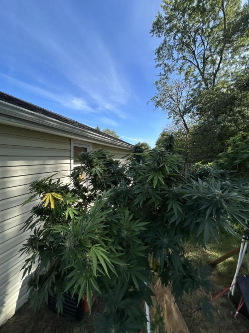 2 AK-47 / 2 Girl Scout Cookies. Week 18 - GSC