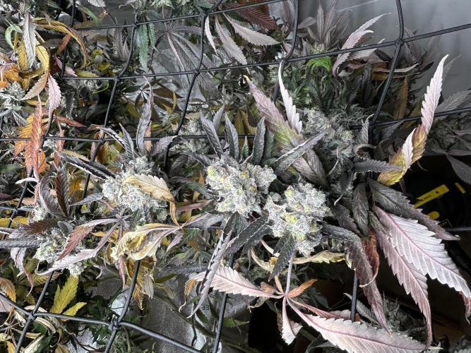 2 AK-47 / 2 Girl Scout Cookies. Week 19