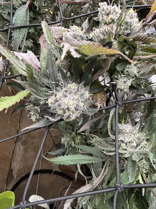 2 AK-47 / 2 Girl Scout Cookies. Week 19