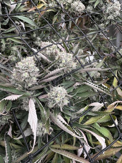 2 AK-47 / 2 Girl Scout Cookies. Week 19