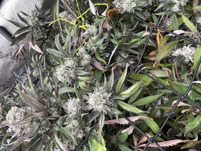 2 AK-47 / 2 Girl Scout Cookies. Week 19