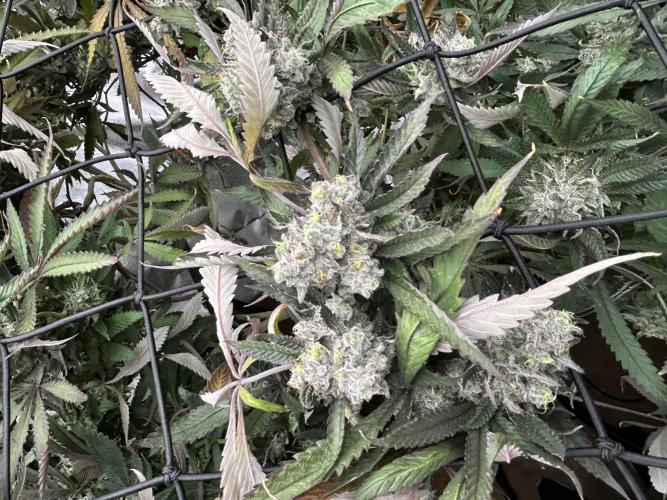 2 AK-47 / 2 Girl Scout Cookies. Week 19