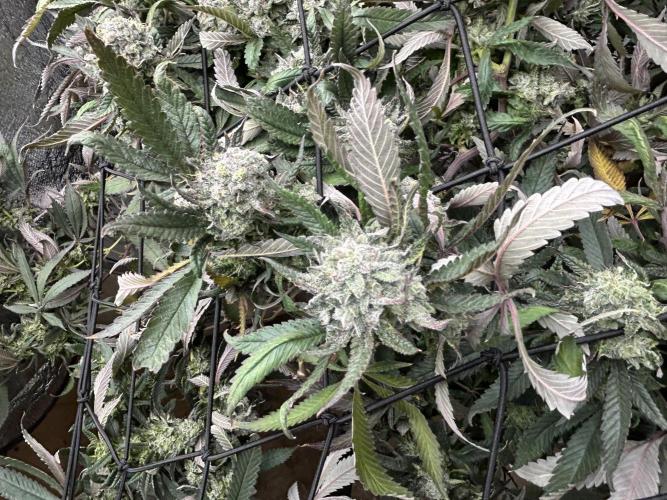 2 AK-47 / 2 Girl Scout Cookies. Week 19