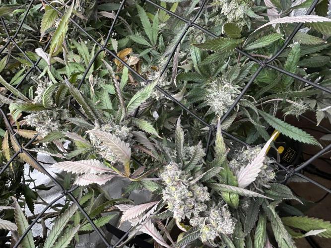 2 AK-47 / 2 Girl Scout Cookies. Week 19