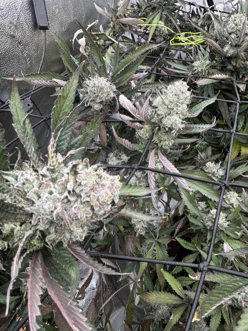 2 AK-47 / 2 Girl Scout Cookies. Week 19