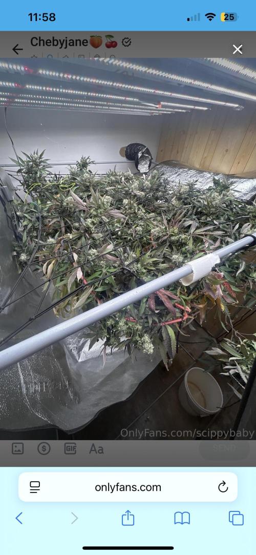 2 AK-47 / 2 Girl Scout Cookies. Week 19