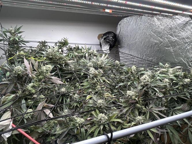 2 AK-47 / 2 Girl Scout Cookies. Week 19