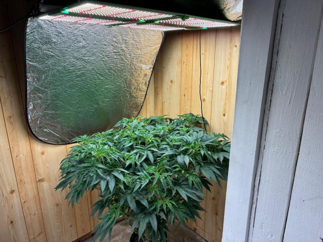 Blueberry Octane SF-7000. Week 1