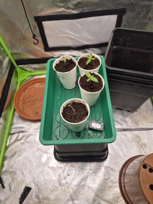 Rqs Mix 1. Mal living soil. Week 0