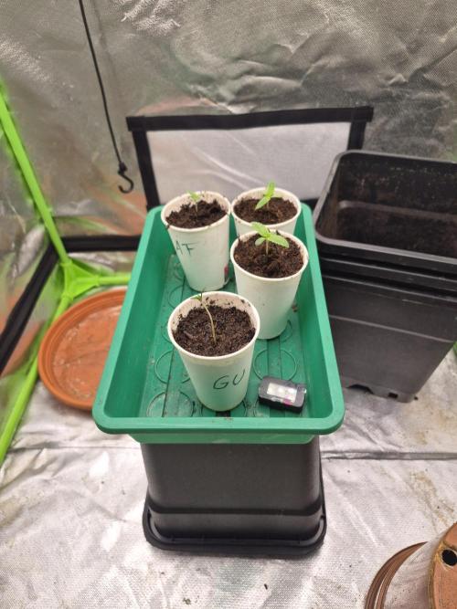 Rqs Mix 1. Mal living soil. Week 0