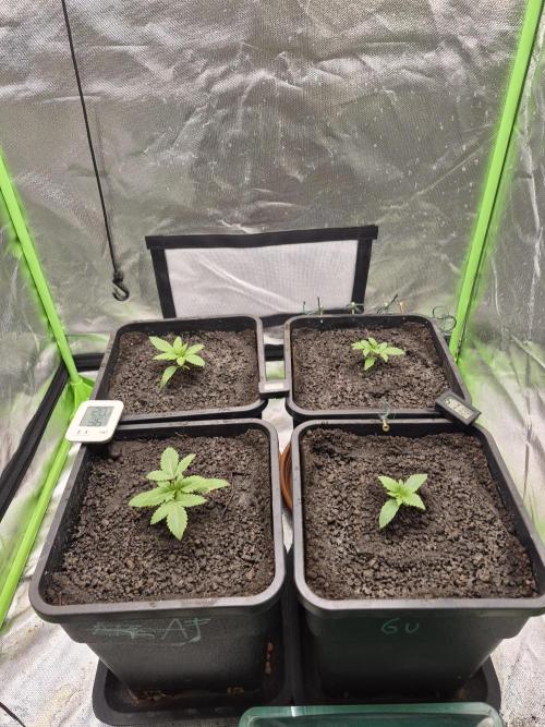 Rqs Mix 1. Mal living soil. Week 1