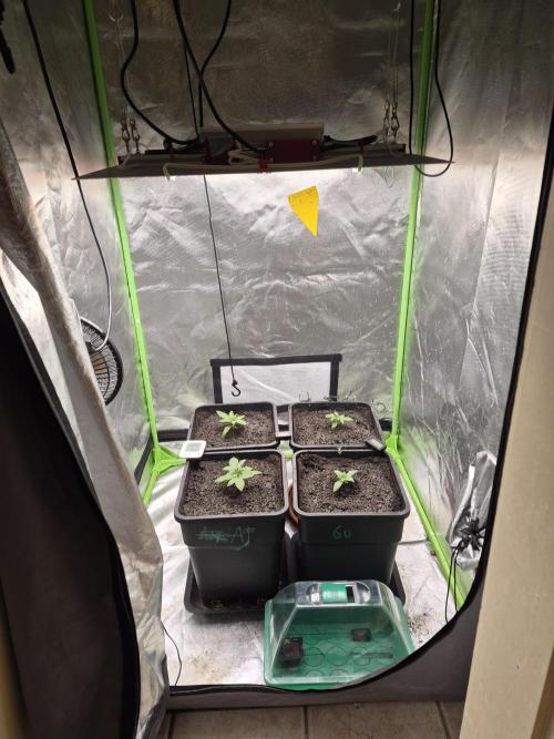 Rqs Mix 1. Mal living soil. Week 1