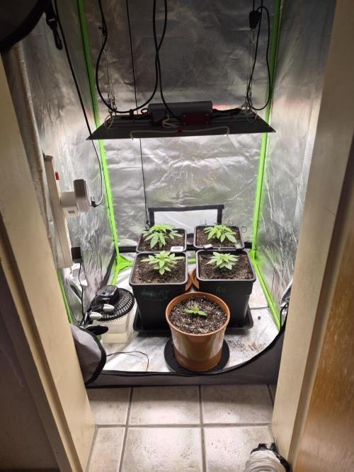 Rqs Mix 1. Mal living soil. Week 2