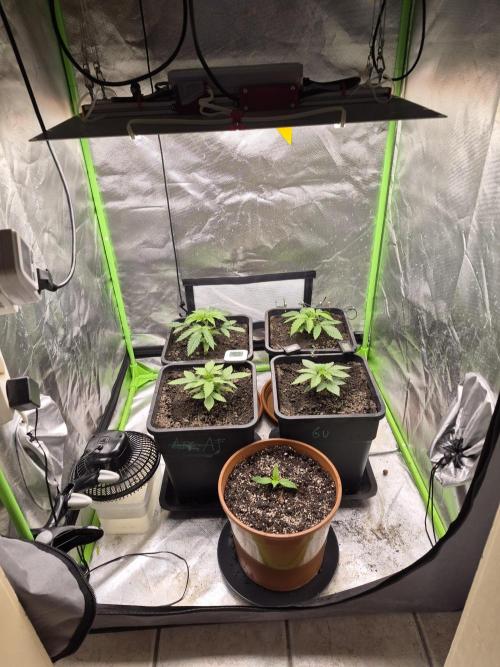 Rqs Mix 1. Mal living soil. Week 2