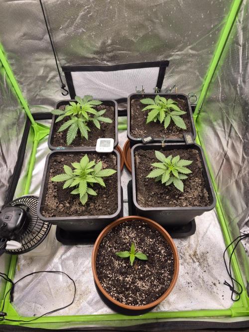 Rqs Mix 1. Mal living soil. Week 2