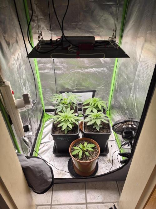 Rqs Mix 1. Mal living soil. Week 3