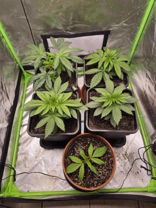 Rqs Mix 1. Mal living soil. Week 3