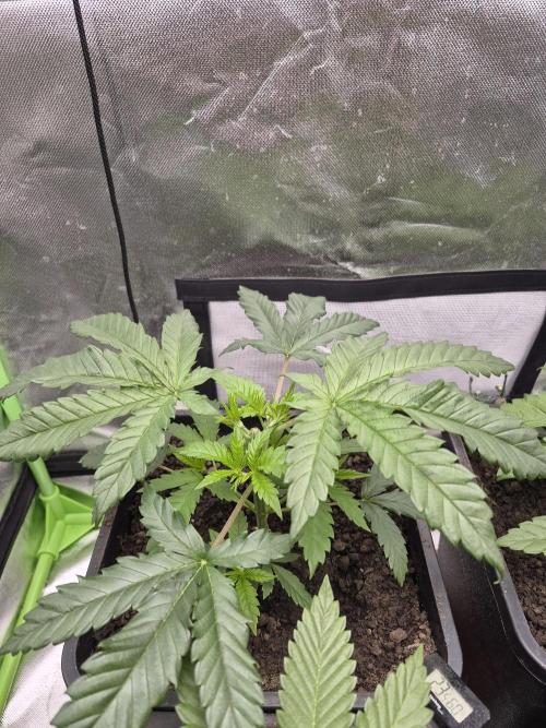 Rqs Mix 1. Mal living soil. Week 3