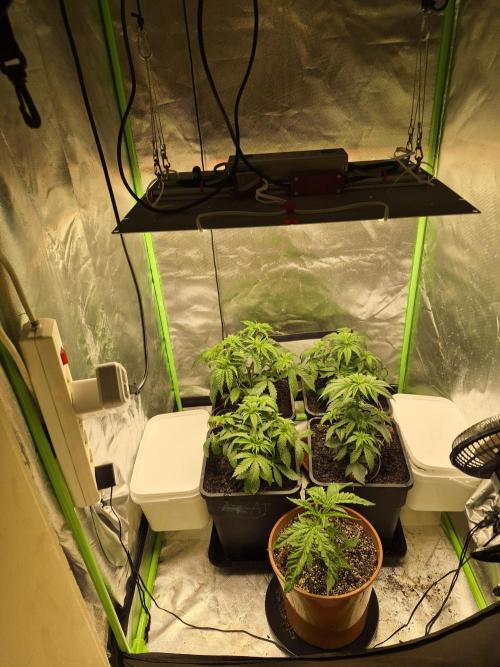 Rqs Mix 1. Mal living soil. Week 4