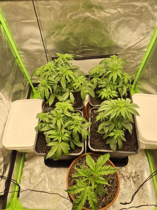 Rqs Mix 1. Mal living soil. Week 4