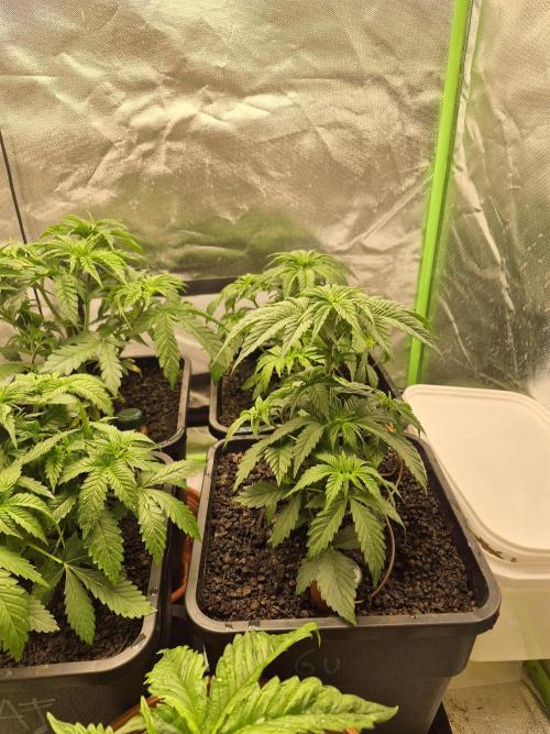 Rqs Mix 1. Mal living soil. Week 4