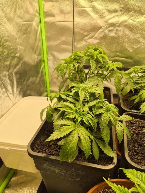 Rqs Mix 1. Mal living soil. Week 4