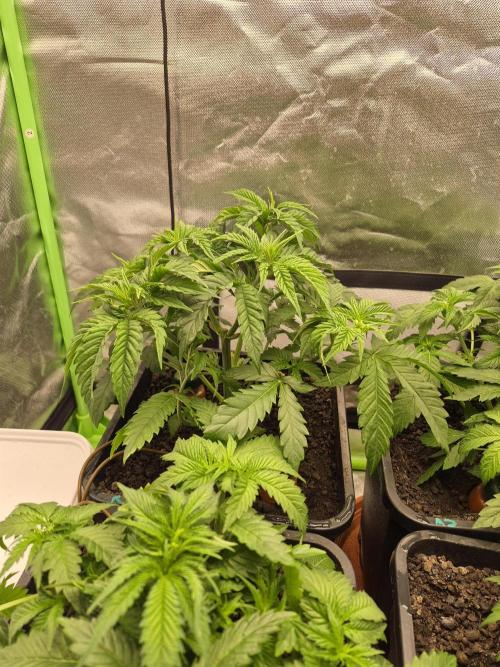 Rqs Mix 1. Mal living soil. Week 4