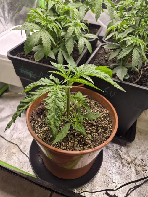 Rqs Mix 1. Mal living soil. Week 4