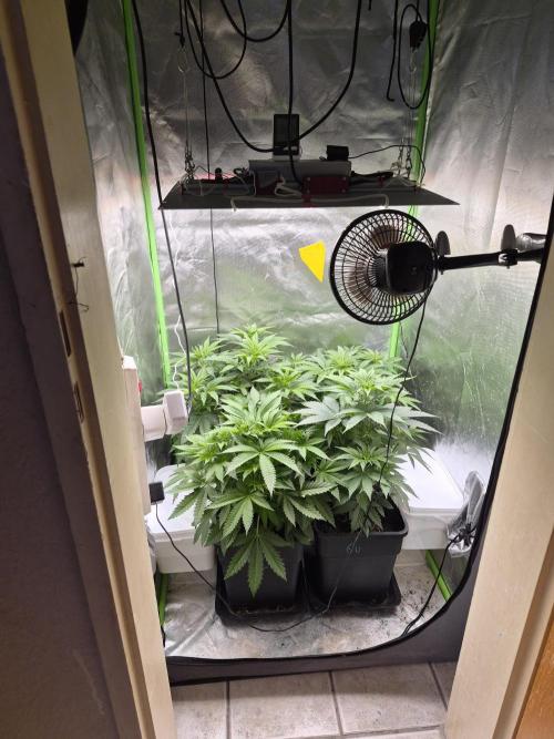 Rqs Mix 1. Mal living soil. Week 5