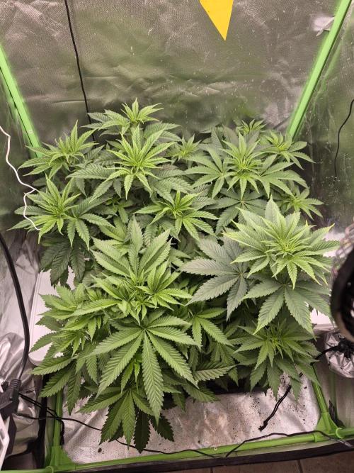 Rqs Mix 1. Mal living soil. Week 5