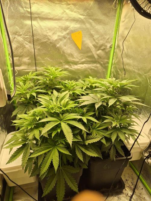 Rqs Mix 1. Mal living soil. Week 5