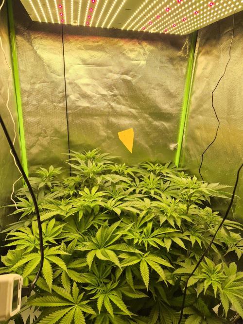 Rqs Mix 1. Mal living soil. Week 6