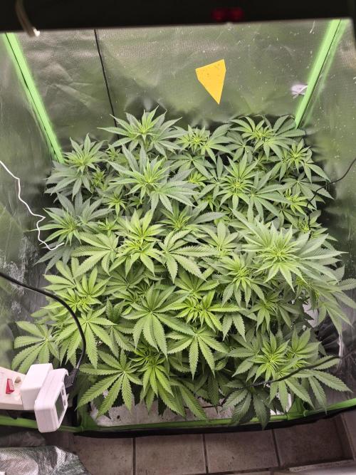 Rqs Mix 1. Mal living soil. Week 6