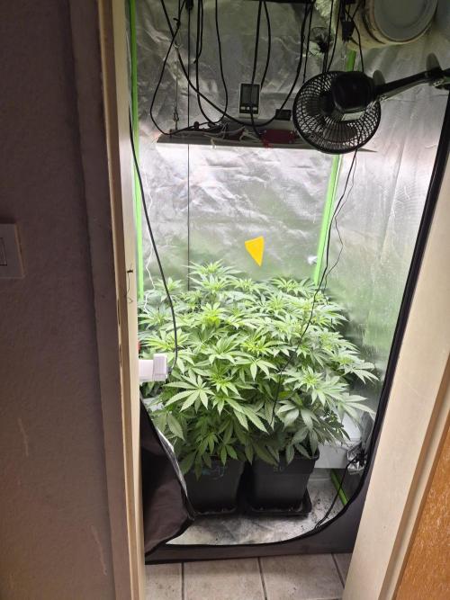 Rqs Mix 1. Mal living soil. Week 6