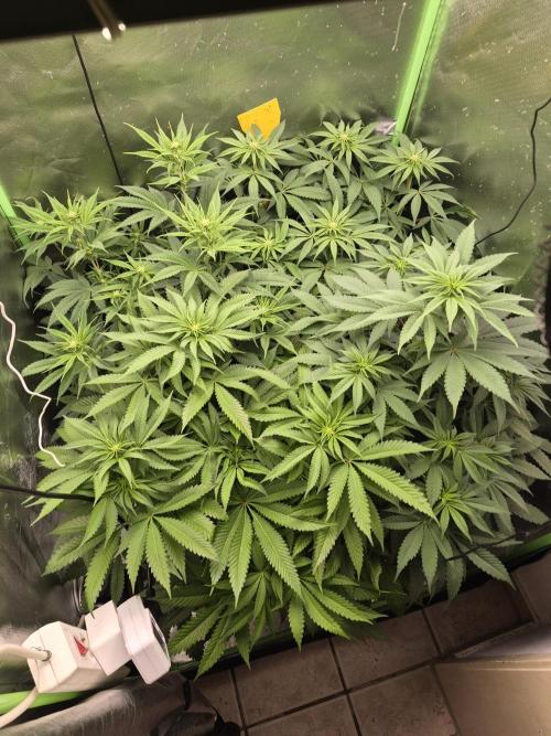 Rqs Mix 1. Mal living soil. Week 7