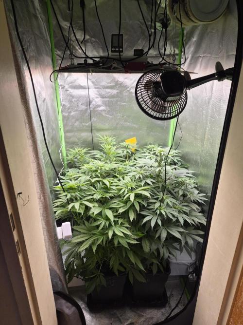 Rqs Mix 1. Mal living soil. Week 7